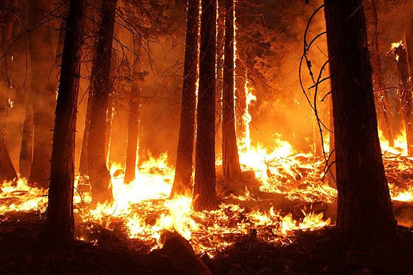 Aumentará la frecuencia y devastación de incendios forestales en el mundo
