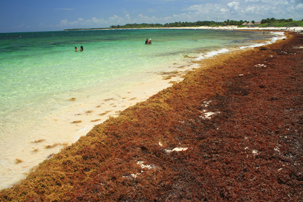 Indemnizan a familia que no pudo visitar playa mexicana por sargazo