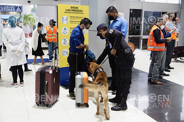 El uso de perros para detectar el COVID-19 en Finlandia "da resultados fantásticos"