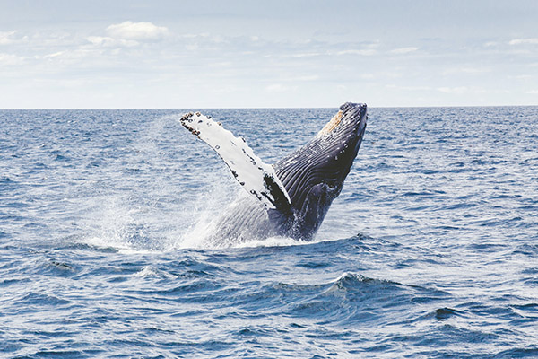 Patrones en los cantos de ballenas azules predicen sus rutas migratorias