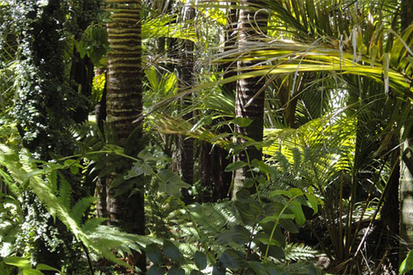 40% de la selva amazónica podría convertirse en sabana por fuertes sequías