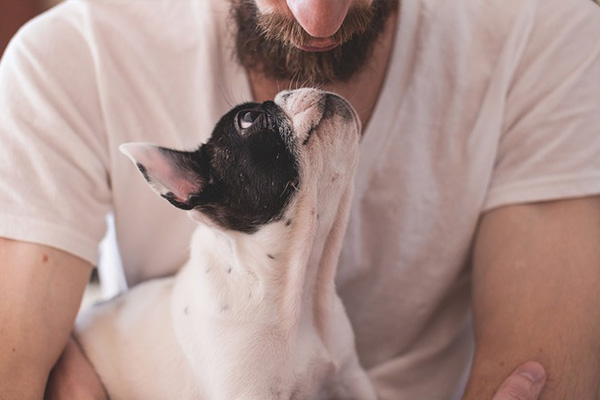 La frecuencia cardíaca de perros es la prueba de amor por sus dueños
