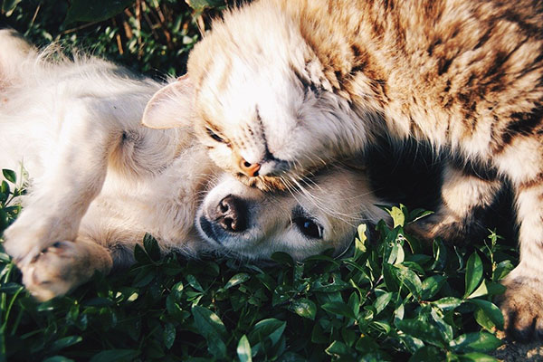 Gatos y perros con COVID-19: por qué se contagian distinto y por qué saberlo es clave