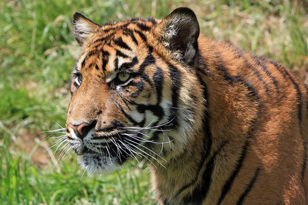 Pareja compra un gato por internet y recibe un tigre en peligro de extinción