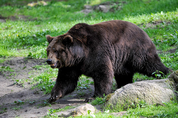 Reportan el tercer ataque de oso en Japón en un día