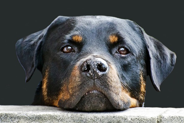Rottweiler mata a un recién nacido al enterrarlo en el jardín
