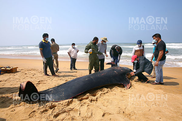 Salvan a más de 100 ballenas en la costa de Sri Lanka