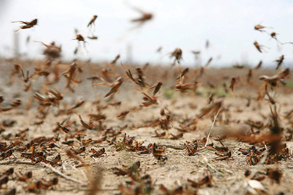 Una pesadilla hecha realidad: miles de insectos invaden una habitación de hotel