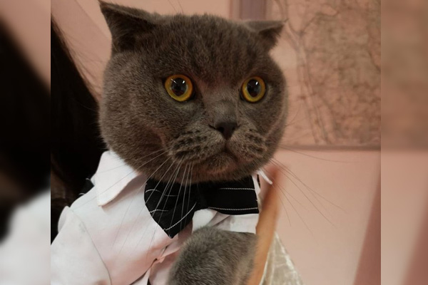 Rescatan a un gato vestido de esmoquin robado a una familia