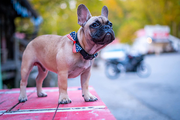 Un bulldog francés será el nuevo alcalde de una localidad en Estados Unidos