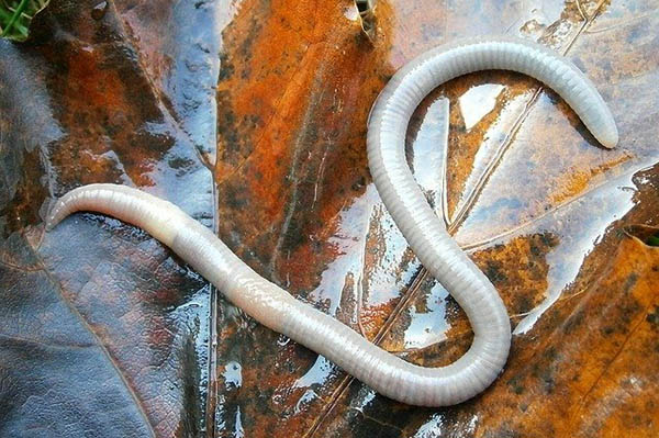 Encuentran una especie invasora de gusano “inmortal”