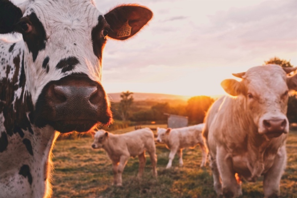 Agricultura y ganadería aumentarán emisiones de CO2 en los próximos años