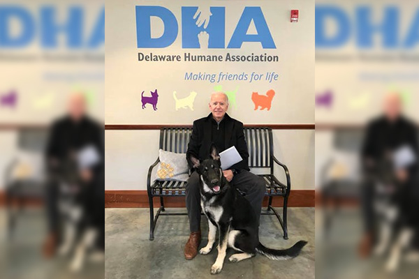 Mascota de Biden, el primer perro rescatado que vivirá en la Casa Blanca