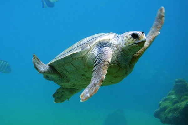Cuarentena deja kilos de más a una tortuga y será sometida a dieta estricta