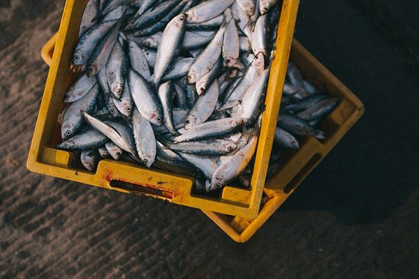 Médicos extraen pez vivo atorado en la garganta de un pescador
