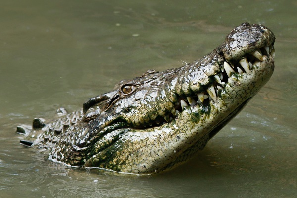 Un fotógrafo nada entre cocodrilos y sale ileso