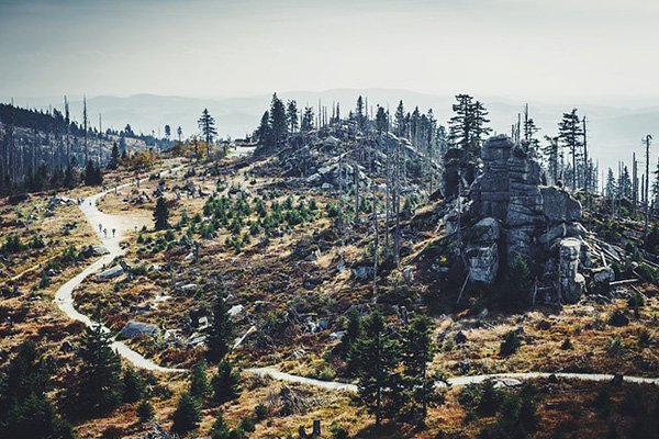 Si no reforestamos bien, la cura para el cambio climático puede ser peor que la enfermedad