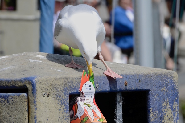 Las gaviotas están mejor adaptadas a vivir en la ciudad de lo que se pensaba