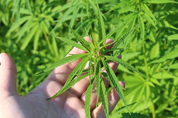 México podría ser un productor de cannabis a nivel mundial