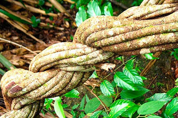 Ayahuasca, bebida para males espirituales