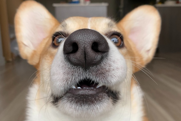¿A qué le temen los perros? Los 5 miedos más comunes de los canes