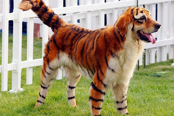 Dueño irresponsable tiñe a su perro para parecer tigre