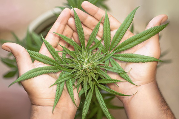 Senado aprueba regulación de cannabis para uso lúdico e industrial