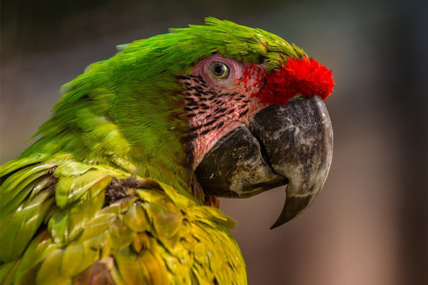 “No soy un loro, soy un espía”, confiesa una emplumada mascota y se hace viral