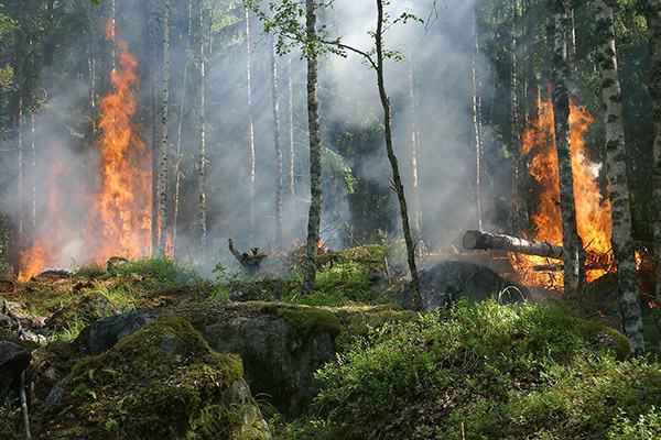Los incendios forestales amenazan a Australia con otro “verano negro”