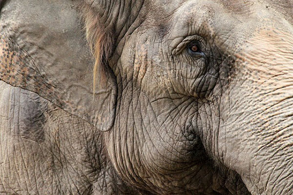 Cher ayuda a rescatar al “elefante más solitario del mundo”