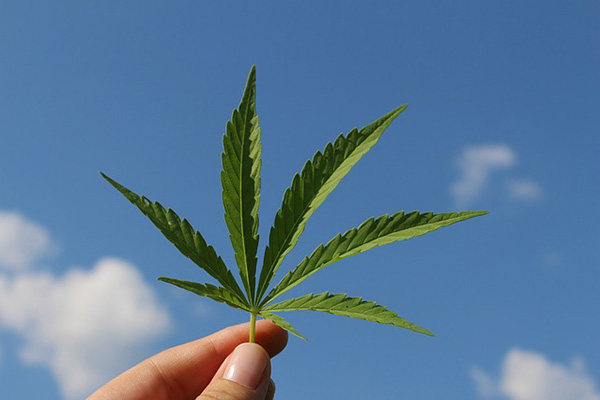 La ONU elimina el cannabis de lista de drogas peligrosas y reconoce propiedades medicinales