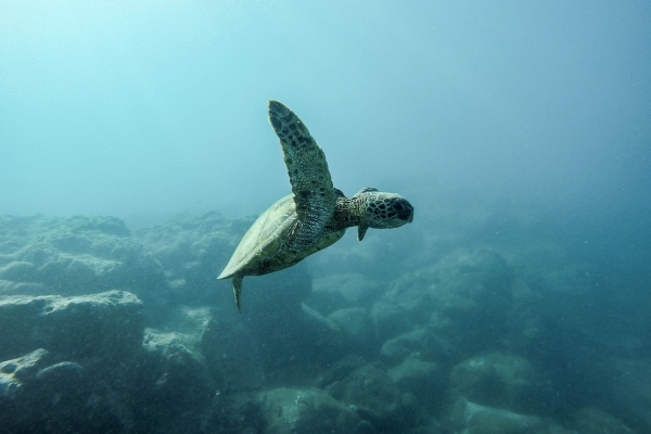 México, entre los 14 países que buscan un océano saludable y sostenible