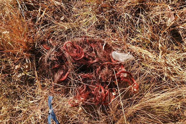 Confunden peluca con restos humanos