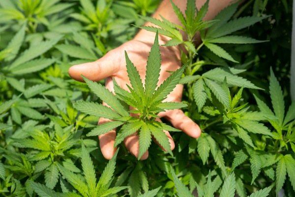 El peligro de malinterpretar la resolución de la ONU sobre la marihuana