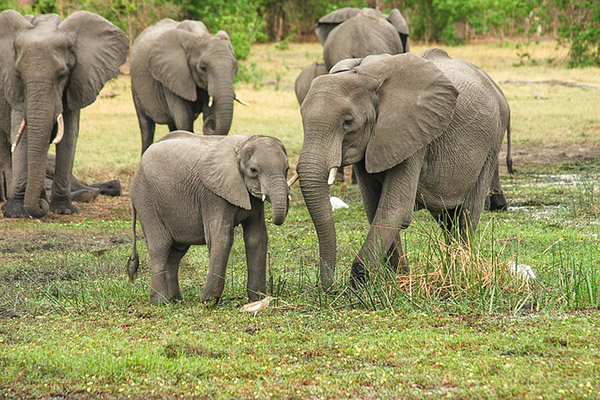 Namibia pone a la venta a sus elefantes