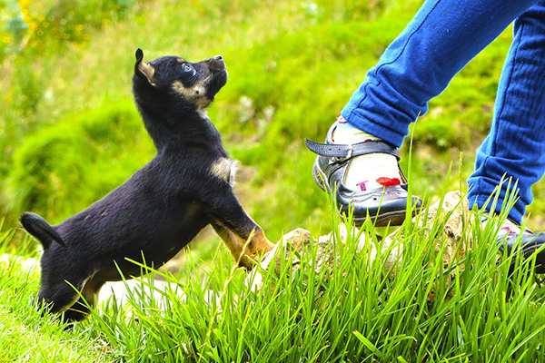 La convivencia con perros aleja a niños de la criminalidad: animalista