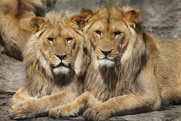 Los leones del zoo de Barcelona pasaron el coronavirus