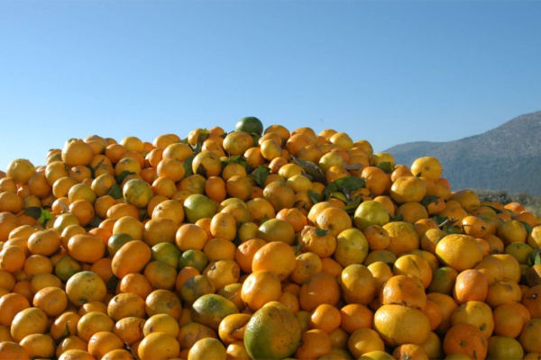 La fruta fea también sirve: Danone lanza productos con excedentes alimenticios