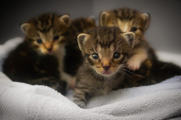 Un indonesio tiene a su cuidado 480 gatos callejeros