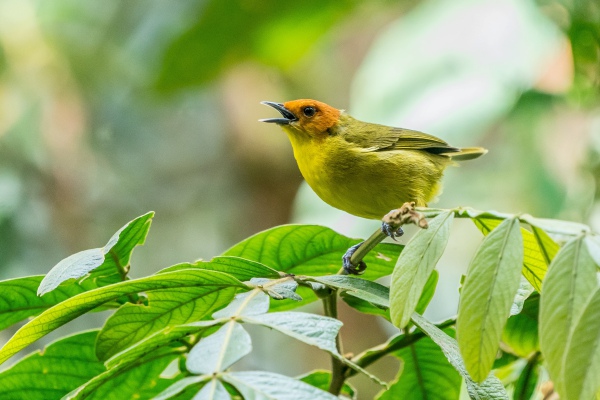El canto de los pájaros contribuye a una mayor felicidad humana
