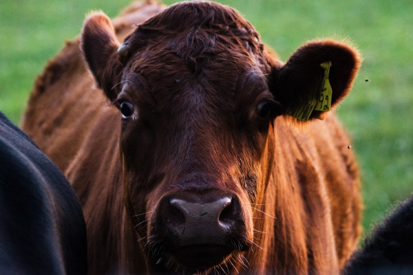 Dejar de comer carne para detener el cambio climático puede ser contraproducente