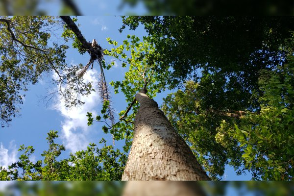 Los bosques brasileños dejan de absorber dióxido de carbono