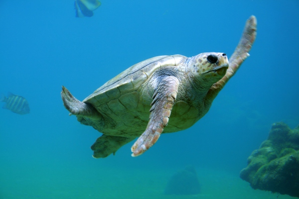 Tortuga marina vence a un tiburón que buscaba cazarla
