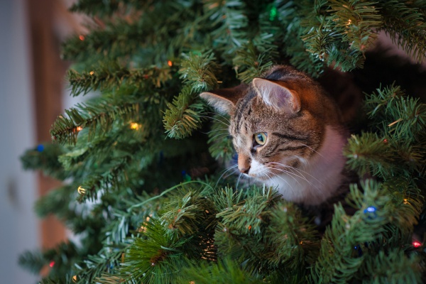 Así puedes proteger el árbol de Navidad contra tu gato
