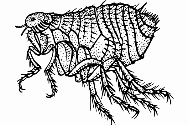 Científicos resuelven uno de los grandes misterios de la evolución de los insectos