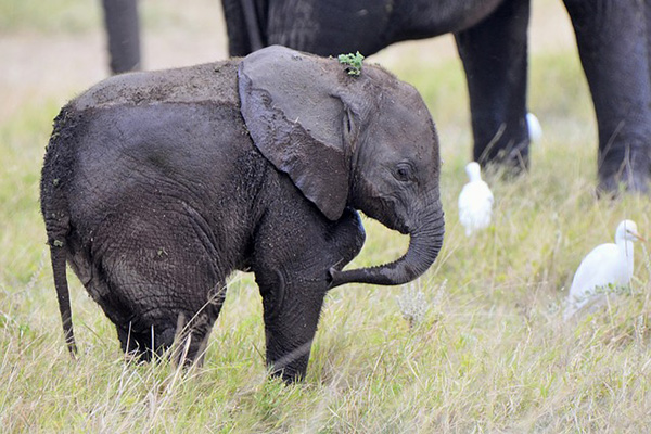El increíble momento en el que un hombre reanima a un bebé elefante