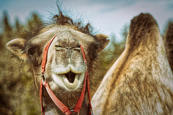 Un tribunal ruso obliga a un hombre a calmar a sus camellos indisciplinados