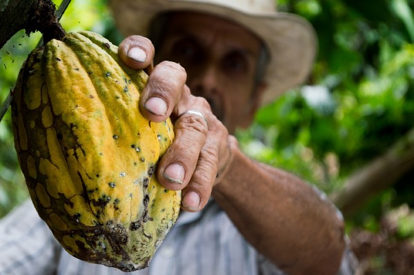 Qué cultivos están en peligro por el calentamiento global