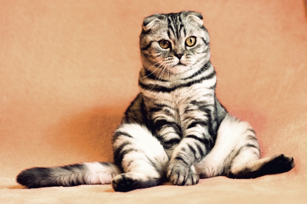 Anorexia en gatos, una consecuencia del estrés felino