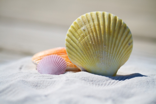 ¿Vas a la playa? Deja las conchas en su lugar